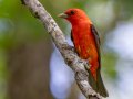 Scarlet Tanager - Gatling Point Rec Area Campground, Stewart, Tennessee, 6/23/2025