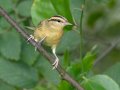 Worm-eating Warbler - Gatling Point Rec Area Campground, Stewart, Tennessee, 6/23/2025