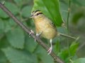 Worm-eating Warbler - Gatling Point Rec Area Campground, Stewart, Tennessee, 6/23/2025