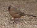 Abert's Towhee