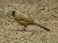 Abert's Towhee