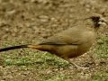 Abert's Towhee