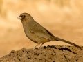 Abert's Towhee