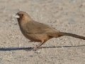 Abert's Towhee