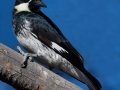 Acorn Woodpecker - Ramona Grasslands Preserve, Ramona, CA, Feb 23, 2016