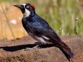 Acorn Woodpecker, Laguna Mountains - West Meadow Area , San Diego, California, United States,, July 7, 2015