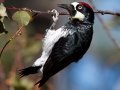 Acorn Woodpecker, William Heise County Park, 4945 Heise Park Road Julian, CA, Oct 2, 2015