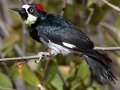 Acorn Woodpecker, William Heise County Park, 4945 Heise Park Road Julian, CA, Oct 2, 2015