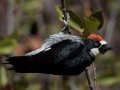 Acorn Woodpecker, William Heise County Park, 4945 Heise Park Road Julian, CA, Oct 2, 2015