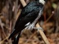 Acorn Woodpecker, William Heise County Park, 4945 Heise Park Road Julian, CA, Oct 2, 2015