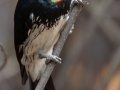 Acorn Woodpecker - Dos Picos County Park, Ramona, CA, Oct 28, 2015
