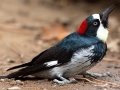 Acorn Woodpecker - Dos Picos County Park, Ramona, CA, Oct 28, 2015