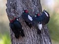 Acorn Woodpeckers shielding nest cavity, Laguna Mtns, Big Laguna Meadow, San Diego, California, United States, Nov 18, 2019