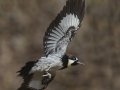 Acorn Woodpecker - Ramona Grasslands Preserve, Ramona, CA, Nov 11 2018