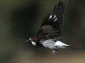 Acorn Woodpecker - Ramona Grasslands Preserve, Ramona, CA, Nov 11 2018