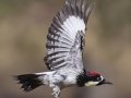 Acorn Woodpecker - Ramona Grasslands Preserve, Ramona, CA, Nov 5 2018