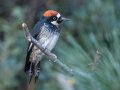 Acorn Woodpecker, Laguna Mountains - West Meadow Area , San Diego, California, United States, November 19, 2019