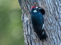 Acorn Woodpecker at nest cavity