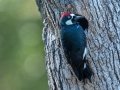 Acorn Woodpecker at nest cavity, Laguna Mtns, Big Laguna Meadow, San Diego, California, United States, Nov 18, 2019