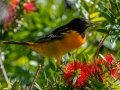 Baltimore Oriole -Dauphin Island - Bayou Heron Park,  Mobile, AL April 22, 2021