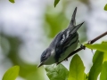 Cerulean Warbler - Dauphin Island - Shell Mound Park,  Mobile, AL April 16, 2021