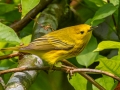 Yellow Warbler - Dauphin Island - Shell Mound Park, Mobile County, AL, May 5, 2021