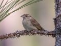 Bachman's Sparrow, Splinter Hill Bog TNC Preserve, Baldwin County, AL, May 8, 2021