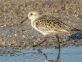 Sanderling - Dauphin Island Pier, Mobile County,  AL, Oct 6-10, 2021