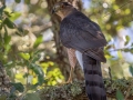Cooper's Hawk, Shell Mount Park, Dauphin Island, Mobile County, Oct 6, 2021
