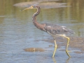 Tricolored Heron, Dauphin Island Airport, Mobile County, Oct 9, 2021