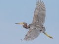 Tricolored Heron, Dauphin Island Airport, Mobile County, Oct 9, 2021