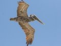 Brown Pelican - Dauphin Island Pier, Mobile County,  AL, Oct 6-10, 2021