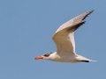 Caspian Tern - Dauphin Island Pier, Mobile County,  AL, Oct 6-10, 2021