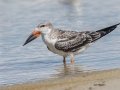Black Skimmer (Immature) - Dauphin Island Pier, Mobile County,  AL, Oct 6-10, 2021