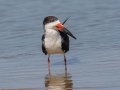 Black Skimmer - Dauphin Island Pier, Mobile County,  AL, Oct 6-10, 2021
