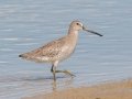 Short-billed Dowitcher - Dauphin Island Pier, Mobile County,  AL, Oct 6-10, 2021