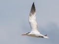 Royal Tern - Dauphin Island Pier, Mobile County,  AL, Oct 6-10, 2021