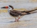 Black Skimmer - Dauphin Island Pier, Mobile County,  AL, Oct 6-10, 2021