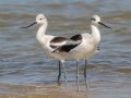 American Avocets - Dauphin Island Pier, Mobile County,  AL, Oct 6-10, 2021