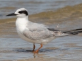 Forster's Tern - Dauphin Island Pier, Mobile County,  AL, Oct 6-10, 2021