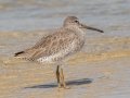Short-billed Dowitcher - Dauphin Island Pier, Mobile County,  AL, Oct 6-10, 2021