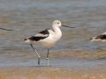 American Avocets - Dauphin Island Pier, Mobile County,  AL, Oct 6-10, 2021
