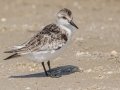 Sanderling - Dauphin Island Pier, Mobile County,  AL, Oct 6-10, 2021