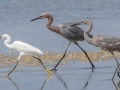 Snowy Egret with adult and immature Reddish Egrets- Dauphin Island Pier, Mobile County,  AL, Oct 6-10, 2021