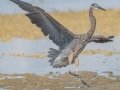 Great Blue Heron - Dauphin Island Pier, Mobile County,  AL, Oct 6-10, 2021