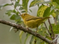 Yellow Warbler - Dauphin Island - Shell Mound Park, Mobile County, AL, Oct 5, 2021