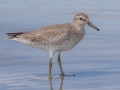 Red Knot - Dauphin Island Pier, Mobile County,  AL, Oct 6-10, 2021