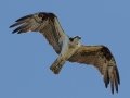 Osprey - Dauphin Island Pier, Mobile County,  AL, Oct 6-10, 2021