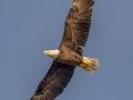 Bald Eagle - Dauphin Island Pier, Mobile County,  AL, Oct 6-10, 2021