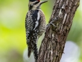 Yellow-bellied Sapsucker - Dauphin Island - Shell Mound Park, Mobile County, Alabama, April 11, 2023